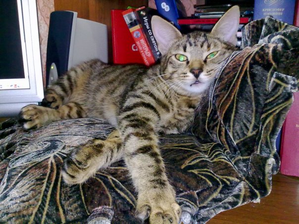 Супер-котофото на котовторник