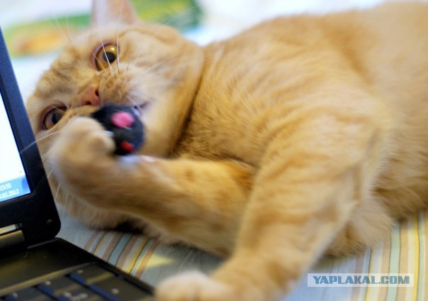 Котовторник (21.02.2012)