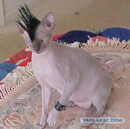 Сфинксики...