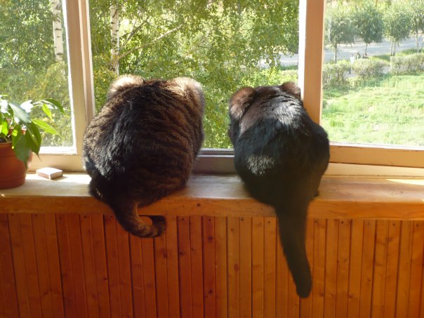 Котовторник 11.09.2012