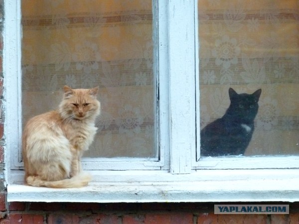 Котовторник  16.10.12