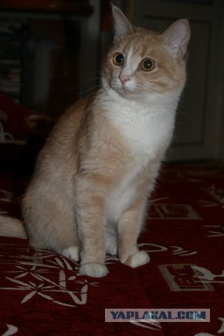 Удивительная история Честера