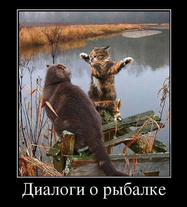 Картинки с надписями и коты, много котов