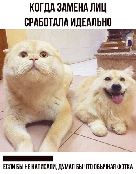 Картинки с котами и про котов