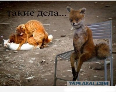 Чучело лисы пустили с молотка