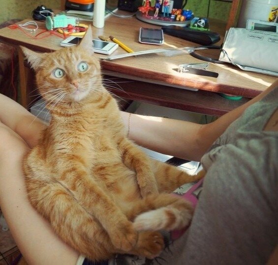 Забавные картинки с котами из сети