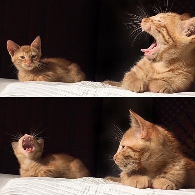 Странные фотки котеек
