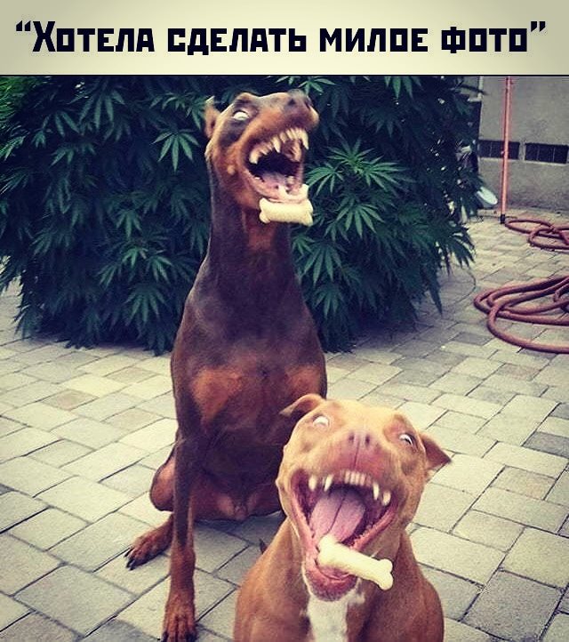 35 смешных и просто забавных фотографий, чтобы сделать ваш вечер чуточку лучшее