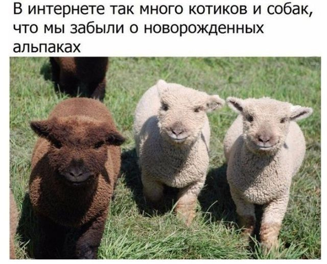 Немного мемов