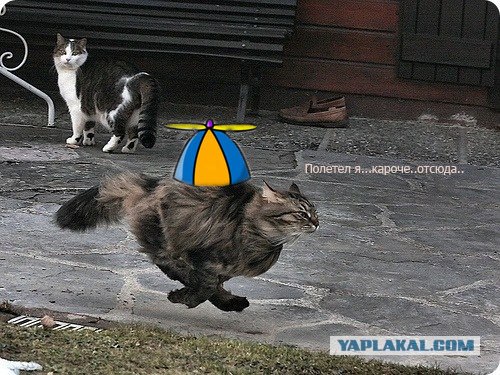 Быстрый кот