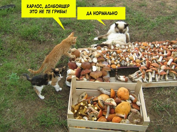 Картинки и мемы для настроения 019