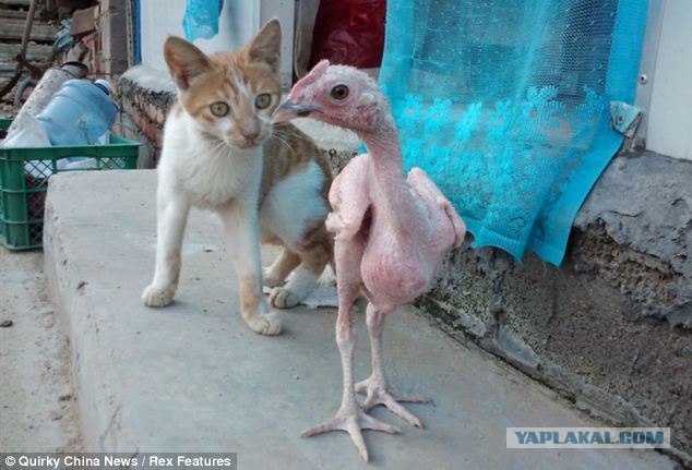 Самый грустный кот