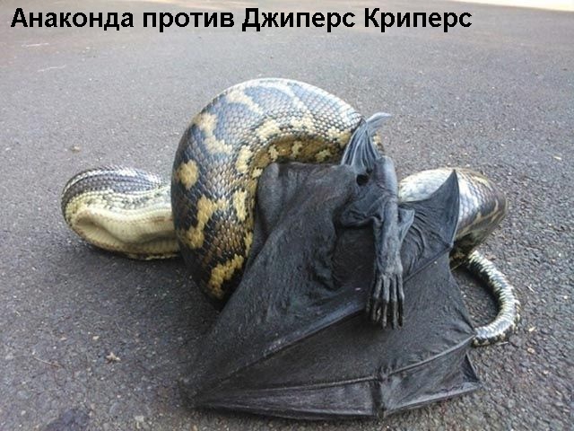 Весёлый полтишок 8.03