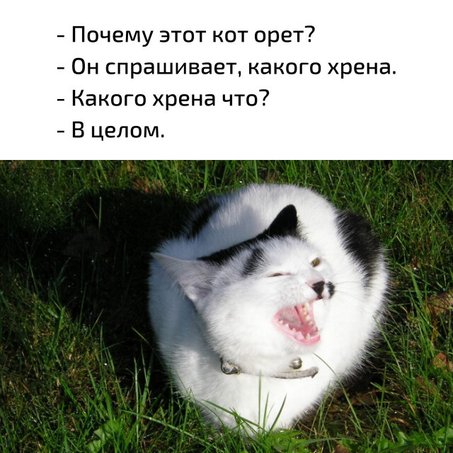 Пельмень Лолиты (авторское расследование)