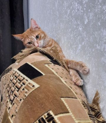 А что это мы котовторник не начинаем? Время пришло!