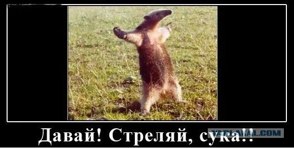"По законам гор"
