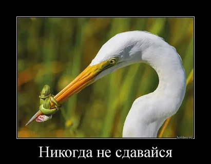 Дикая природа беспощадна
