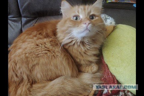Вторник, ваши коты и кошки в студию