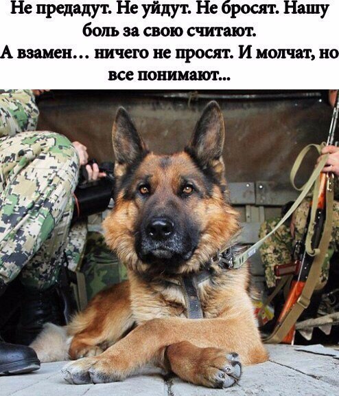 Радость собаки после надевания протезов