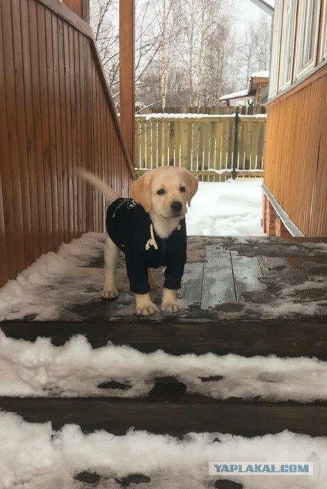 Ну чё, погнали наши городских!