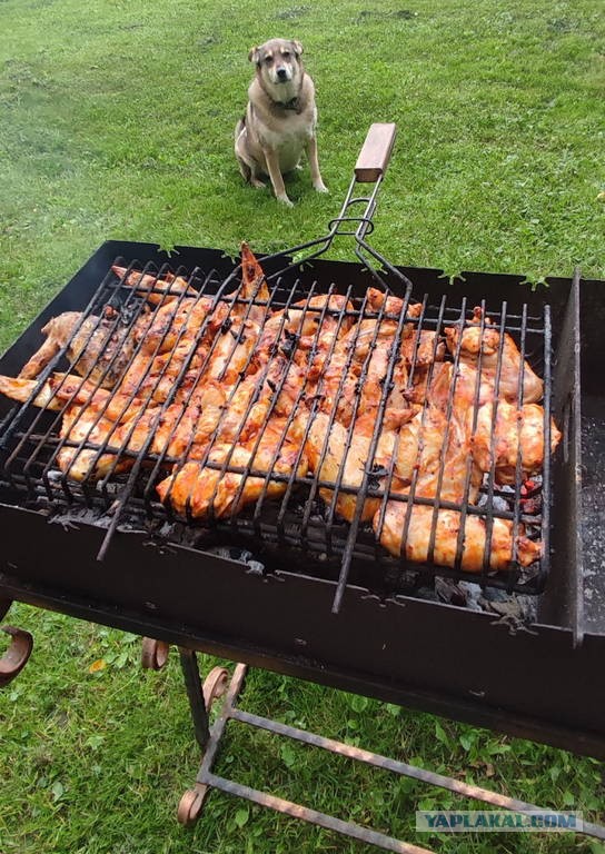 Шашлыки, они коварные