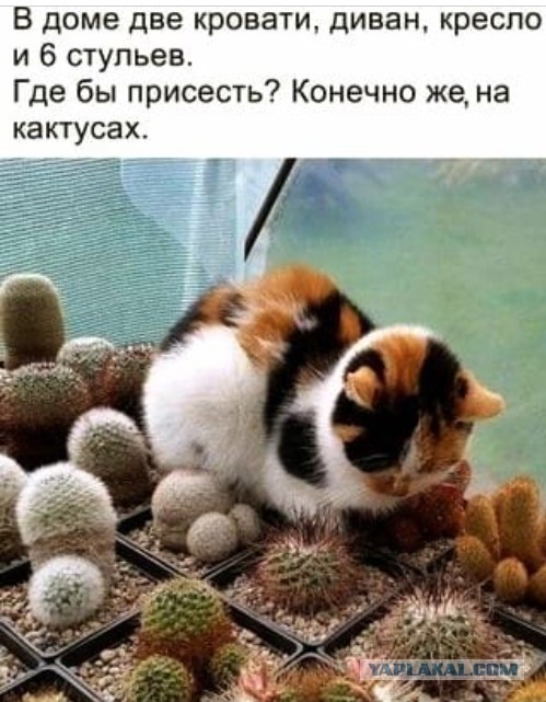 Откуда берутся женоненавистники