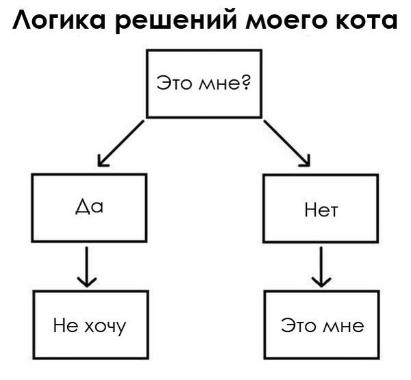 В чём разница между «мяу» и «мур». Что кошка хочет вам сказать: перевод с кошачьего