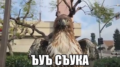 Охота: вид из-за стекла