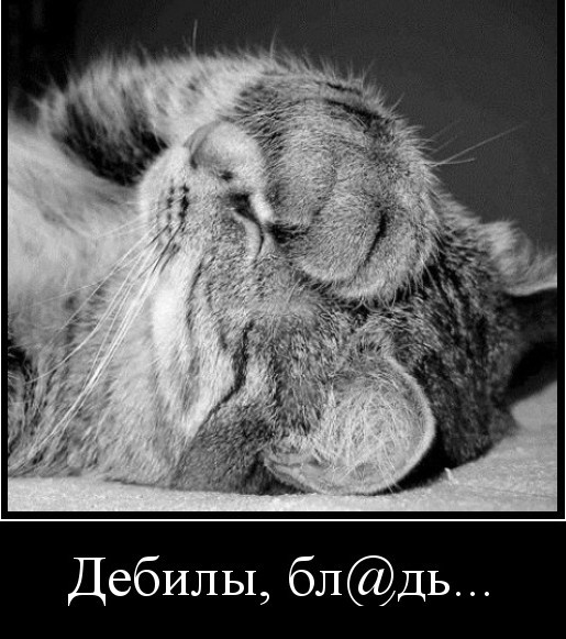 Поляк встретил мини-бобра. Получилось как обычно