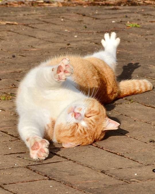 Прикольные и просто красивые картинки 18.11.2025