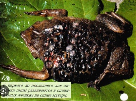 История одного ремонта..