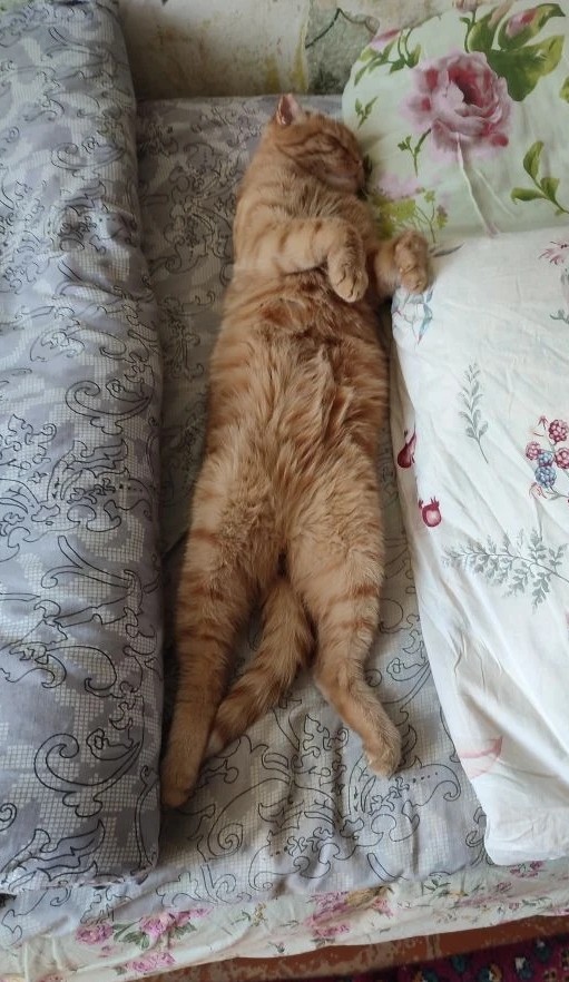 У котов всё по плану