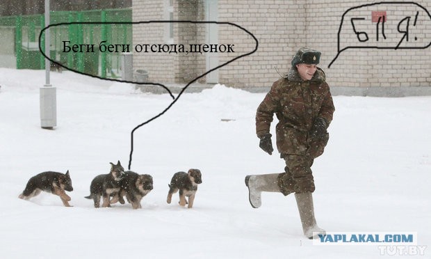 Как щенки становятся защитниками границы