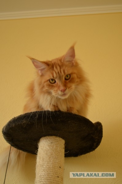 Котовторник 17.09.2013