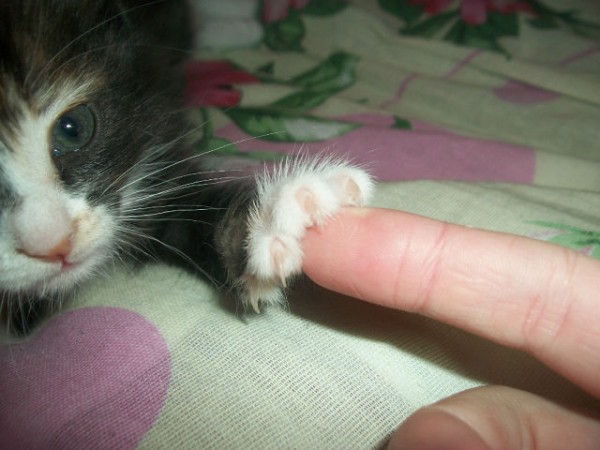 Котовторник 4.02.2014