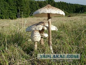 Грибы. Кто нашёл больше?