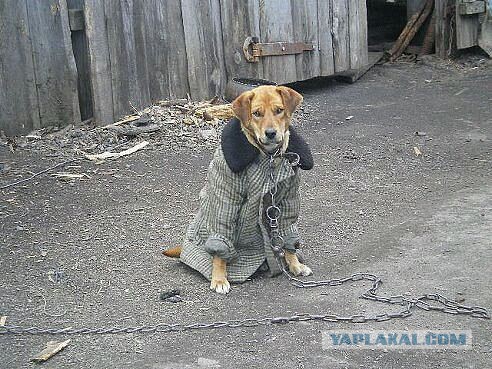 Постапокалиптика
