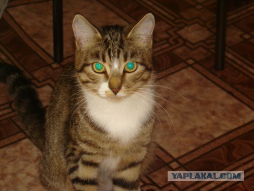 Котовторник 22.07.14