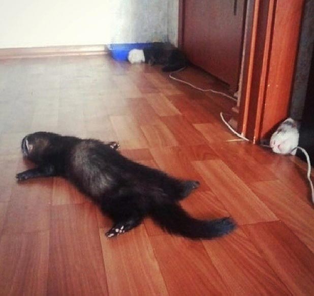 Когда вы плюсуeтe тему в платине