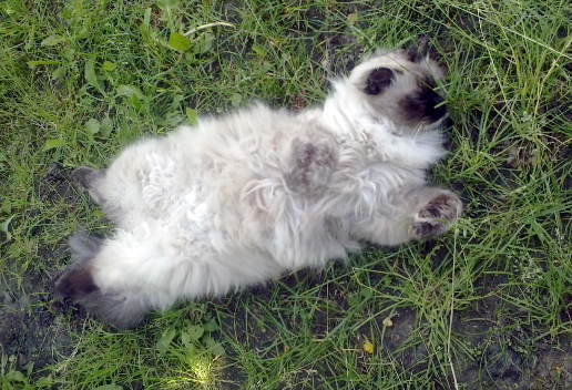 Котовторник 09.09.2014