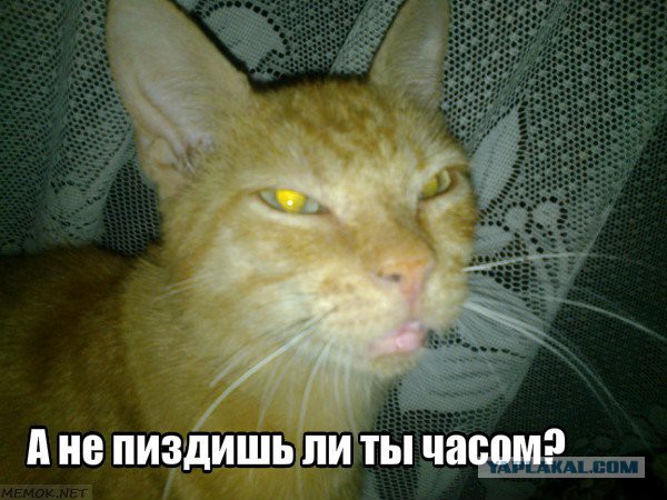 Популярные мемы на ЯПе