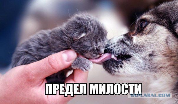 Забавные картинки.