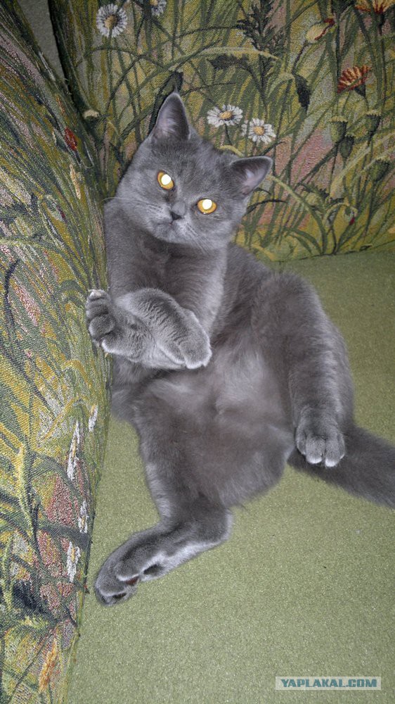Котовоскресенье