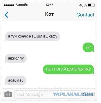 Если бы коты писали смс 2