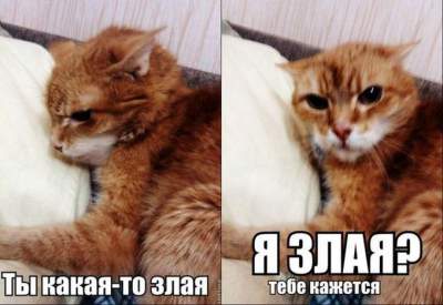 Злые киски