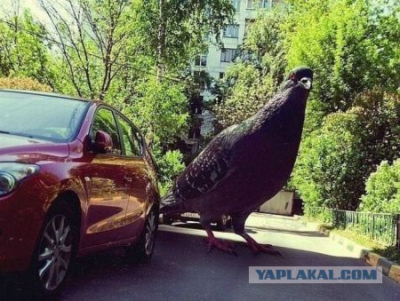 Просто картинки
