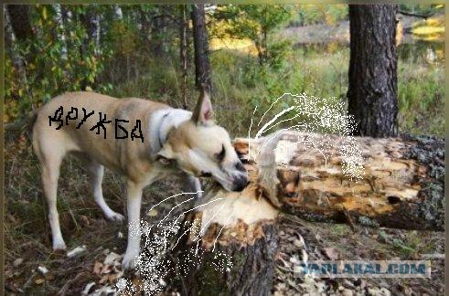 Что-то не заводится