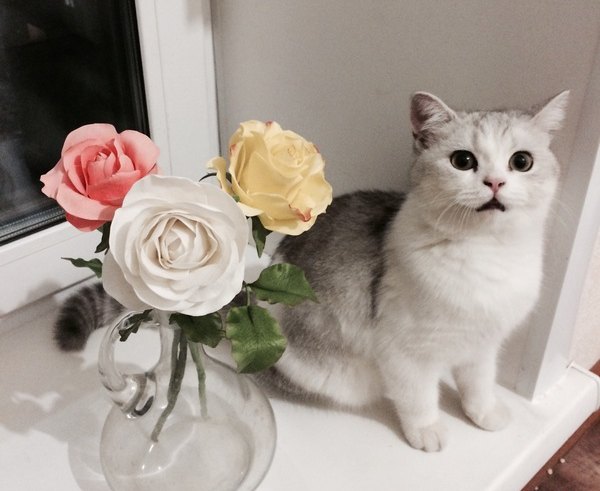 Котовторник