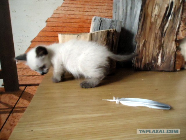 Котовторник