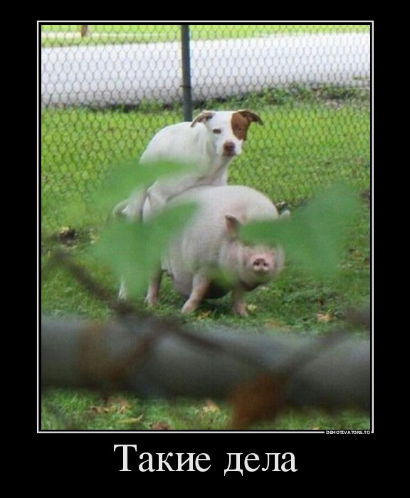 Весёлые картинки в чёрной рамке